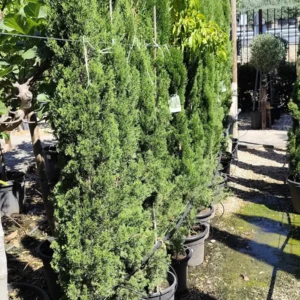 Ciprés 'Totem' (Cupressus sempervirens 'Totem') - 2 metros