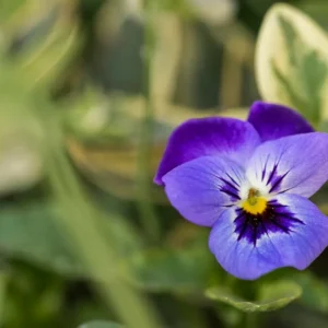 viola cornuta extraordinaria flor de temporada